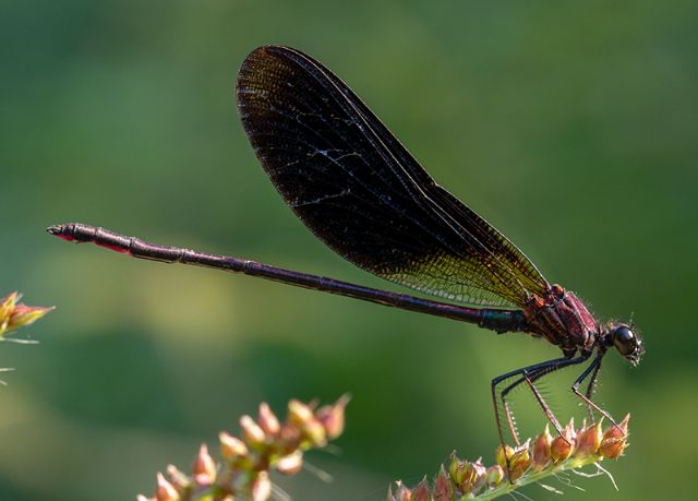 Rosso e nero... Calopteryx haemorrhoidalis